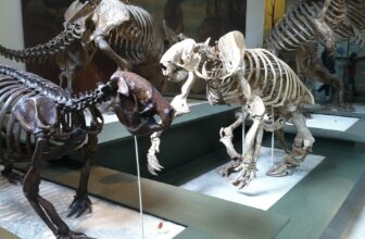 Why Historical Sloths Turned the Measurement of Elephants—and Then Vanished