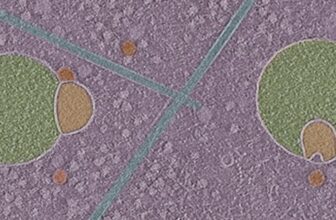 Biologists Uncover Beforehand Unknown Construction Hiding Inside Human Cells