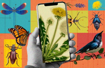 ​​How you can Turn out to be a Yard Naturalist With Simply Your Smartphone