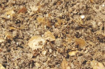 Historic DNA Unlocks the Secret Recipe of Roman Fish Sauce