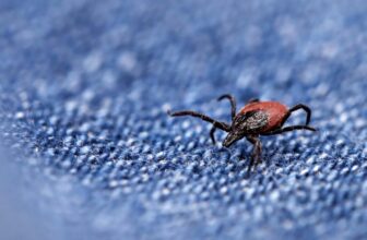 Scorching Tick Summer time Is Right here. Here is What You Have to Know and Methods to Keep Secure
