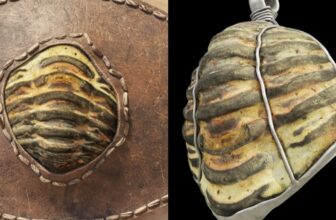 This Historical Roman Artifact Is Additionally a 453 Million-12 months-Outdated Fossil