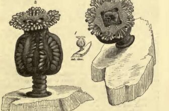 Vacationer Spots ‘Extinct’ Jellyfish Not Seen in 50 Years