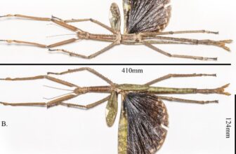 Horrifyingly Enormous New Stick Insect Found Precisely The place You Suppose