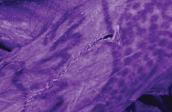 Impossibly Intricate Tattoos Discovered on 2,000-Yr-Outdated ‘Ice Mummy’