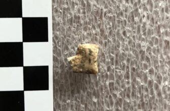 Bronze Age People Bought Excessive on Psychoactive Betel Nuts